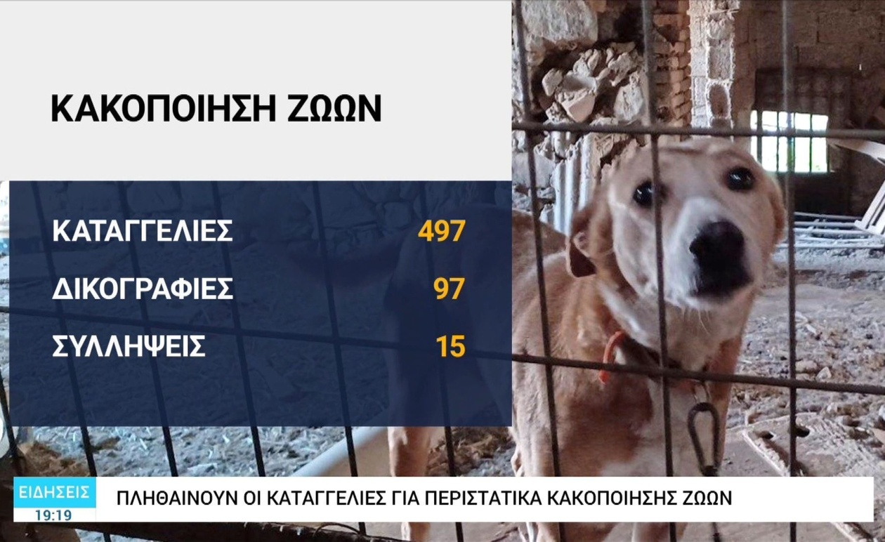 Η Θεσσαλονίκη και η αύξηση των καταγγελιών για κακοποίηση ζώων