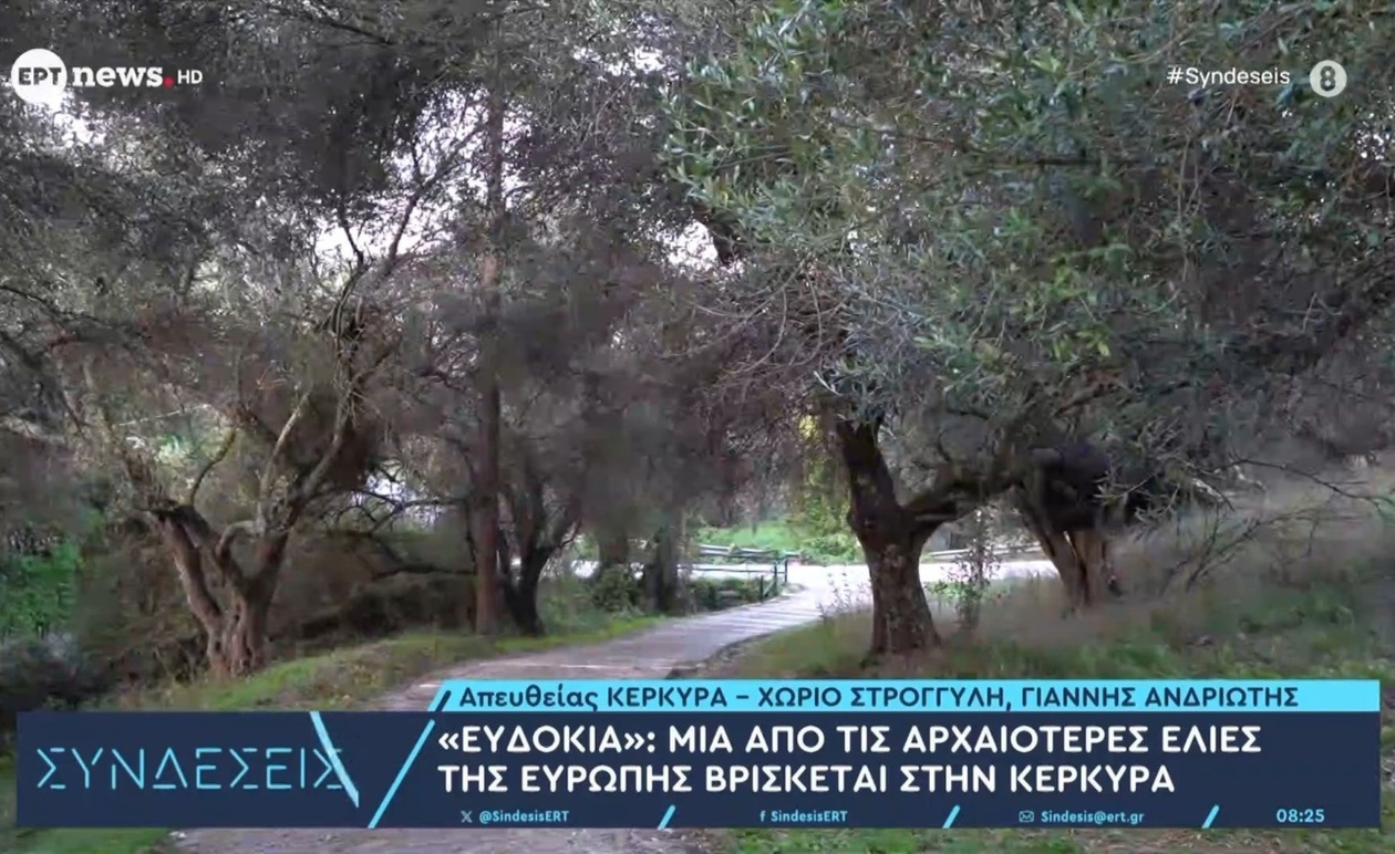 Μια αρχαία ελιά στην Κέρκυρα φωτίζει μια μακρινή ιστορία της Μεσογείου
